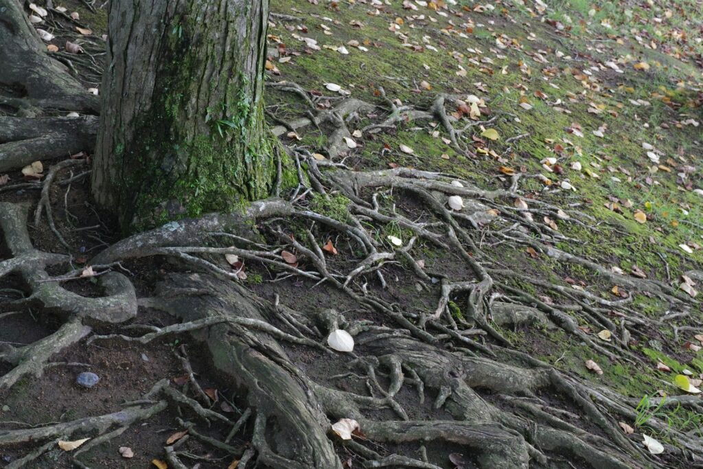 Tree Roots